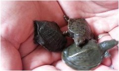 鱉的飼養(yǎng)方法，鱉的養(yǎng)殖方法及注意事項(xiàng)