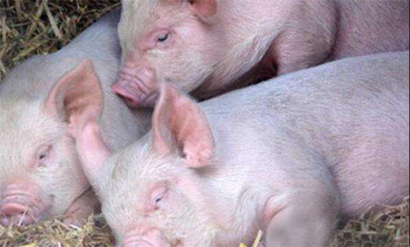 豬亞硝酸鹽中毒如何解救、治療