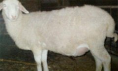 羊瘤胃積食的癥狀是什么，怎么治療?