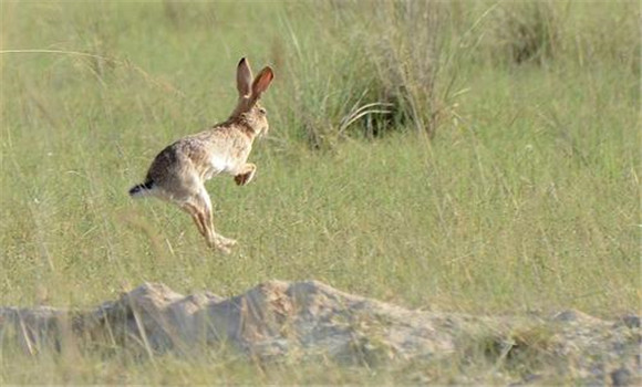 野兔熱的治療方法