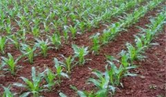 玉米苗期如何進行管理，五項措施必須掌握