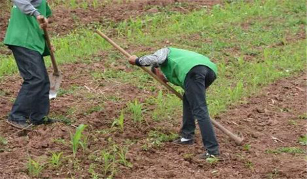 中耕、除草