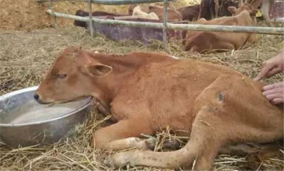 牛瘤胃積食與類(lèi)似病癥的區(qū)別