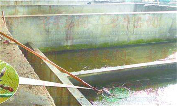 建立養(yǎng)蟹池