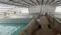 工廠化養(yǎng)殖羅氏沼蝦有哪些技術(shù)？