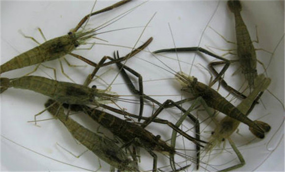 控制好親蝦的性比、密度