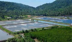 羅氏沼蝦與魚(yú)混養(yǎng)有哪些技術(shù)措施？