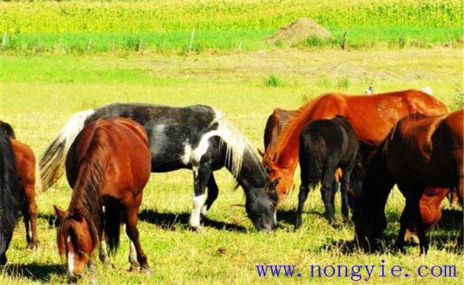 抓秋膘，促進母牛發(fā)情排卵