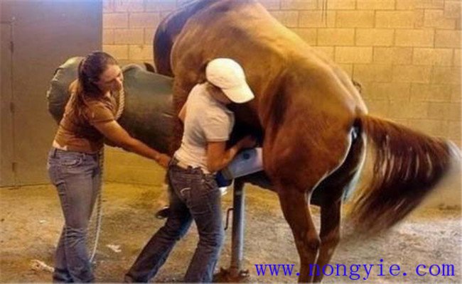 抓時機，給發(fā)情母牛配種