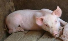 豬食鹽中毒是什么癥狀，有沒(méi)有最佳治療方法