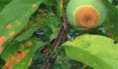 李實蜂的防治方法，李實蜂用什么藥防治效果好