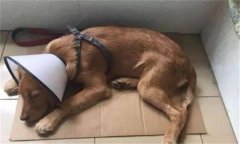 狗細(xì)小病毒的癥狀和治療方法，是怎么引起的?