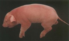 豬乙型腦炎的治療方法，用什么藥物治療效果好