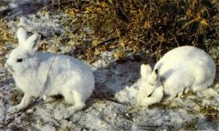 兔輪狀病毒病如何傳播，如何治療與防治