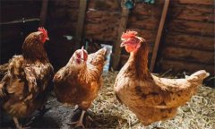 家禽沙門氏菌有什么癥狀，感染后怎么治療？