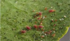 葡萄紅蜘蛛危害癥狀，用什么藥最有效？