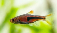 三角燈魚好養(yǎng)嗎？養(yǎng)殖三角燈魚溫度多少合適