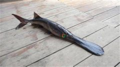 匙吻鱘多少錢一斤，匙吻鱘的生長(zhǎng)習(xí)性簡(jiǎn)介