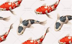 錦鯉花紋的特點(diǎn)，錦鯉花紋有什么講究？