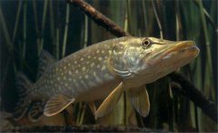 白斑狗魚怎么養(yǎng)，白斑狗魚養(yǎng)殖技術(shù)要點