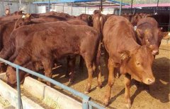 架子?？焖儆始夹g(shù)，飼養(yǎng)管理要點(diǎn)簡介