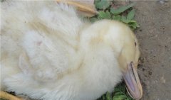 鴨大腸桿菌病的防治技術，用什么藥治療