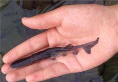 怎樣飼養(yǎng)匙吻鱘，匙吻鱘養(yǎng)殖技術(shù)要點