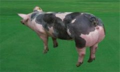 皮特蘭豬的優(yōu)缺點(diǎn)分析，其生產(chǎn)性能如何