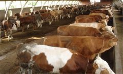 種公牛的選擇標(biāo)準(zhǔn)是什么，如何選擇種公牛