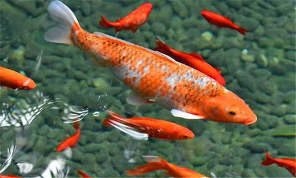 錦鯉養(yǎng)殖環(huán)境