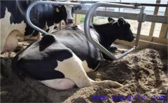 如何讓奶牛增產(chǎn)？奶牛夜間飼養(yǎng)管理十大要點