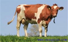 奶牛產(chǎn)犢前后的如何護(hù)理，需注意哪些問(wèn)題？