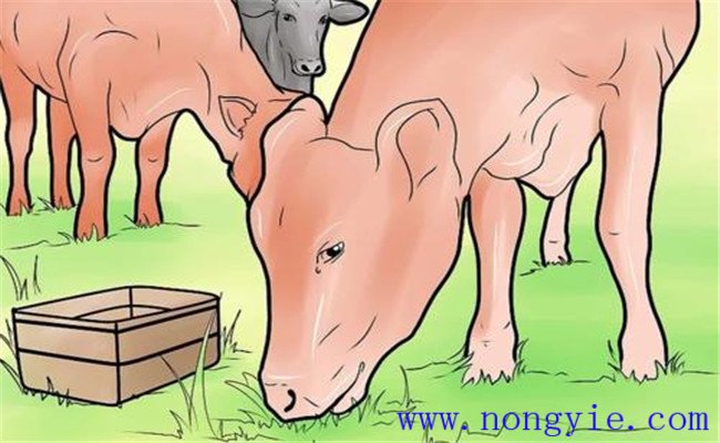 奶牛食道梗塞的臨床癥狀、預(yù)防要點與治療方法