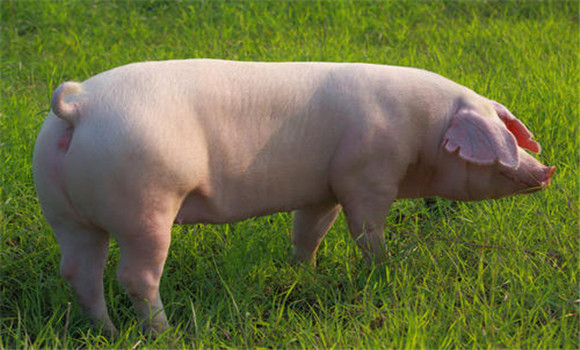 公、母豬發(fā)情期的主要特征