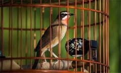 冬季養(yǎng)鳥應(yīng)注意些什么？