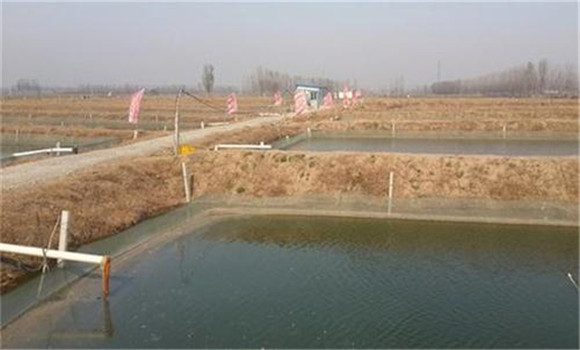 對(duì)泥鰍養(yǎng)殖池的要求