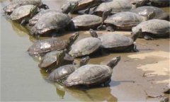 甲魚繁殖季節(jié)、技術(shù)要點(diǎn)與主要步驟