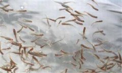 一齡魚是多少時間的魚苗，一齡魚種的放養(yǎng)要領