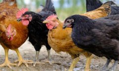 雞傳染性支氣管炎治療方法與預(yù)防要點