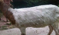 羊痘病的癥狀與治療方法、流行特點(diǎn)