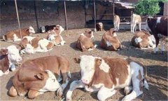 ?？袢〉呐R床癥狀有哪些