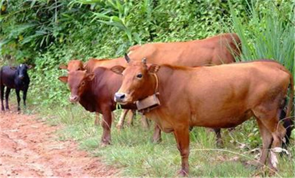 ?？袢〉念A防要點