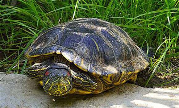 烏龜赤眼病的防治方法