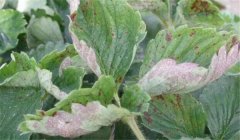 草莓白粉病的癥狀、防治方法、用什么藥好
