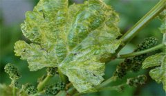 葡萄扇葉病的癥狀、治療方法、用什么藥效果好