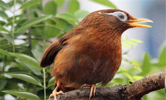 新鳥(niǎo)怎么快速服籠