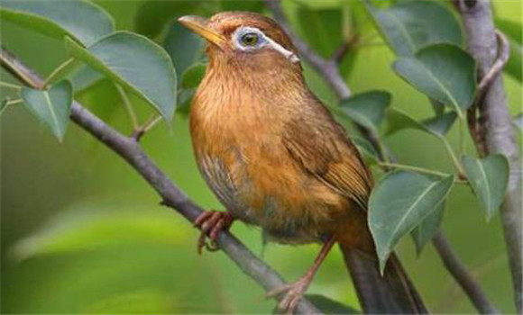 新鳥(niǎo)不服籠怎么辦