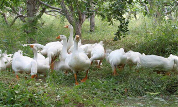 因地制宜，科學(xué)選種