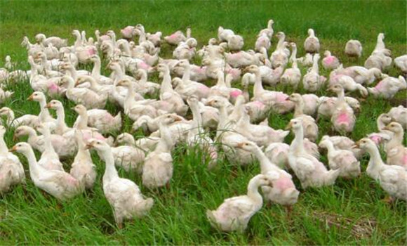 配套輪作，合理混播