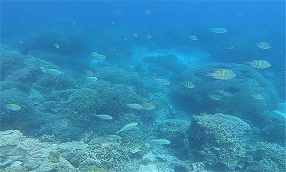 養(yǎng)殖鱖魚(yú)用什么魚(yú)餌